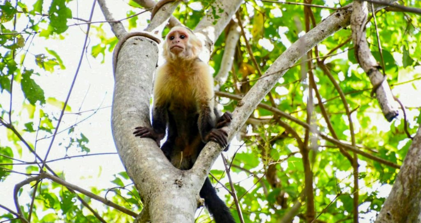 La comercialización ilegal pone en riesgo de extinción a ciertas especies. Foto: Otto Mejía