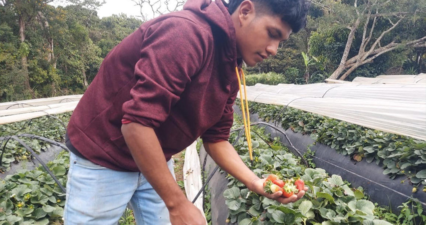 Gabriel Maradiaga, productor de fresas. Foto: Denis García/Radio ABC Stereo