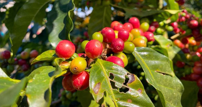 Lanzamiento oficial de la IV Edición del Certamen Regional. Foto: Cortesía/Radio ABC Stereo