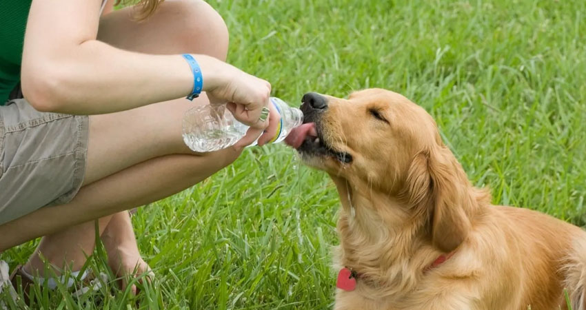 Hay razas con mayor predisposición a sufrir golpes de calor. Foto de referencia