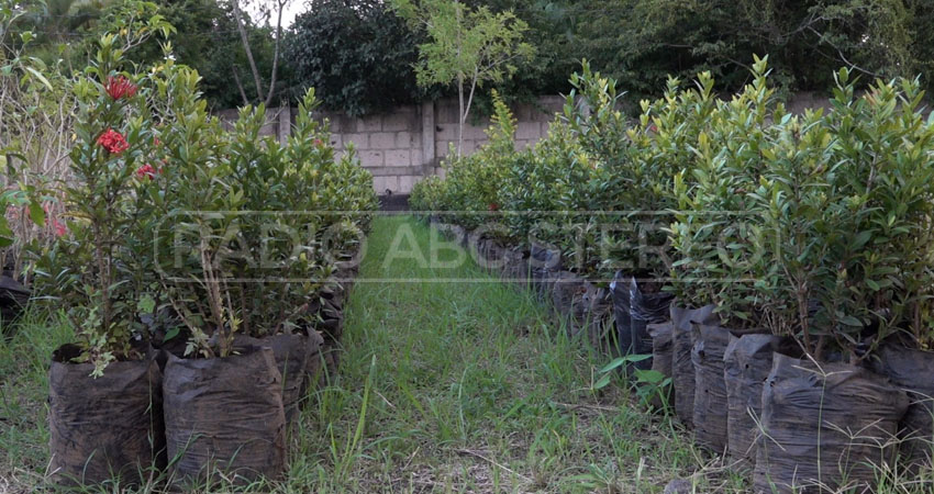 Más de 50 mil plantas en el nuevo vivero. Foto: Cortesía/Radio ABC Stereo