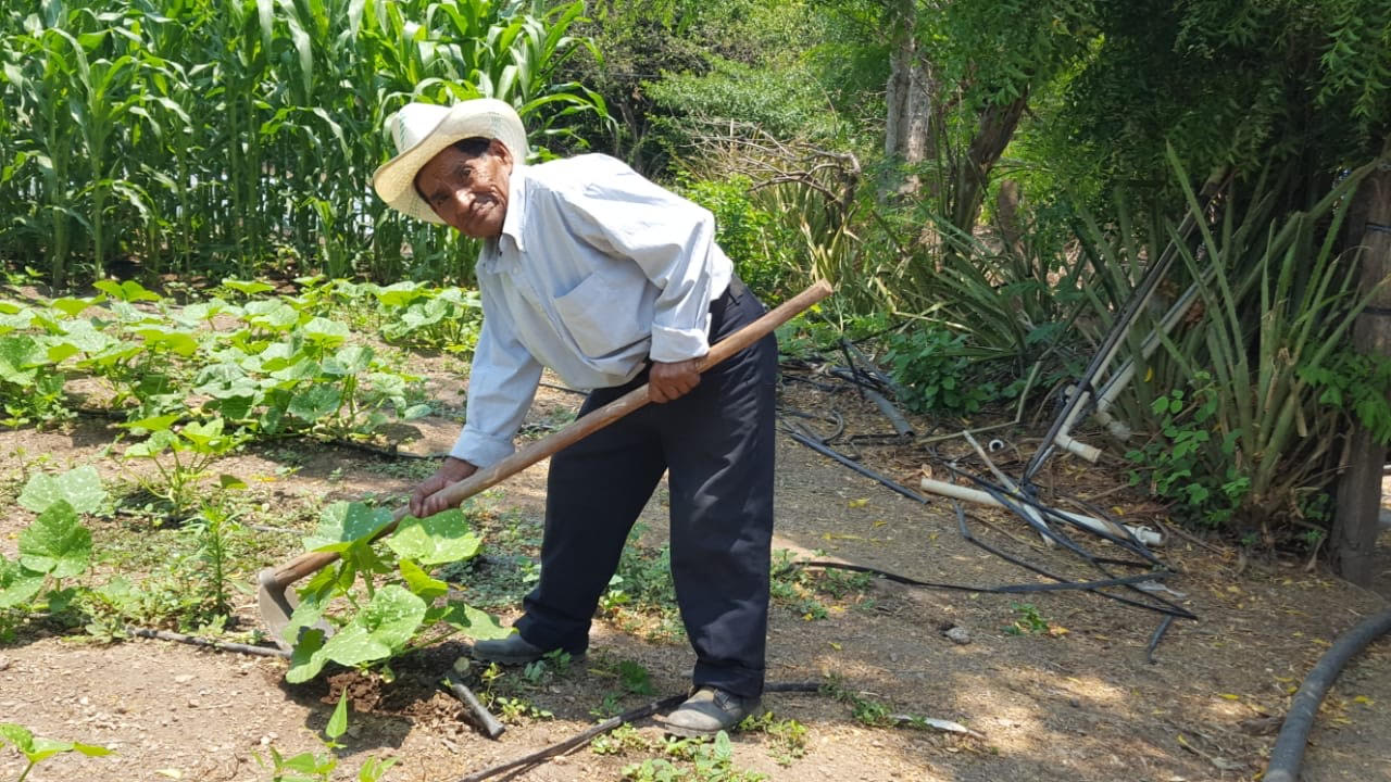 Invaluable labor: agricultores garantizan cosecha