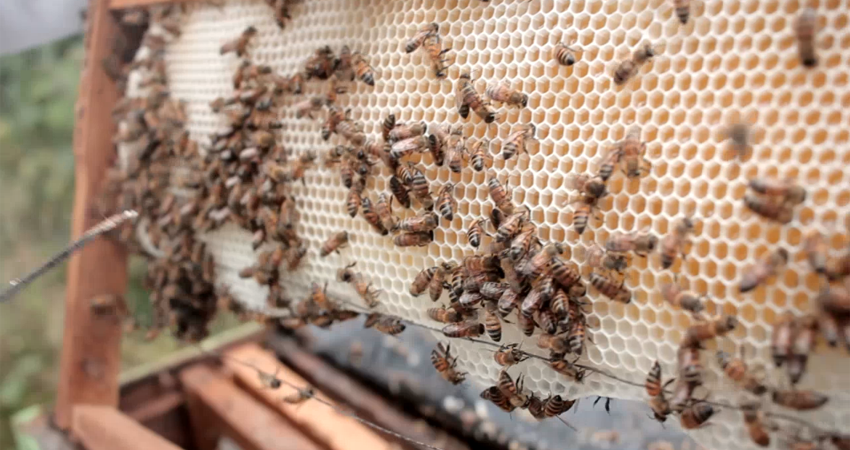 Día mundial de las abejas
