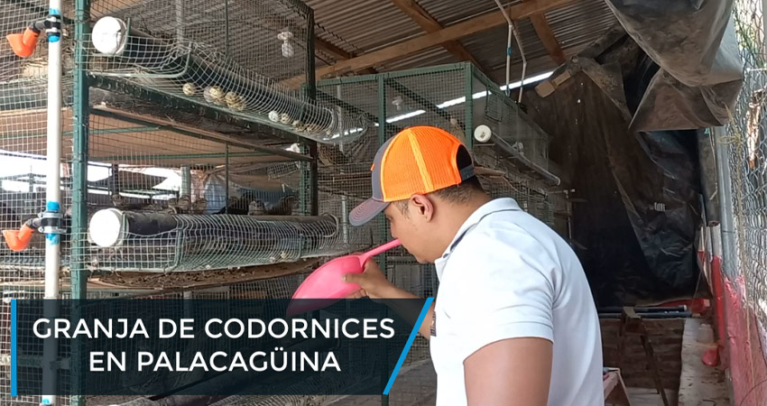Granja de codornices en Palacagüina