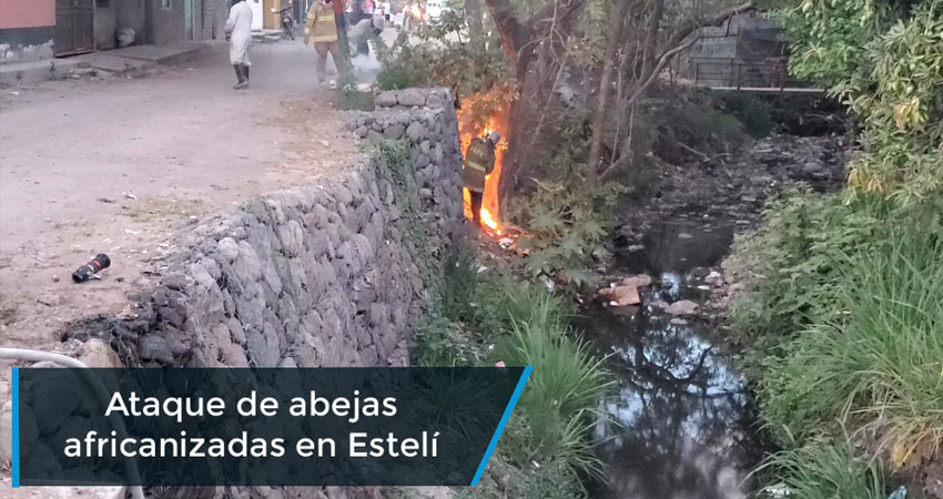 Un hombre es atacado por abejas africanizadas