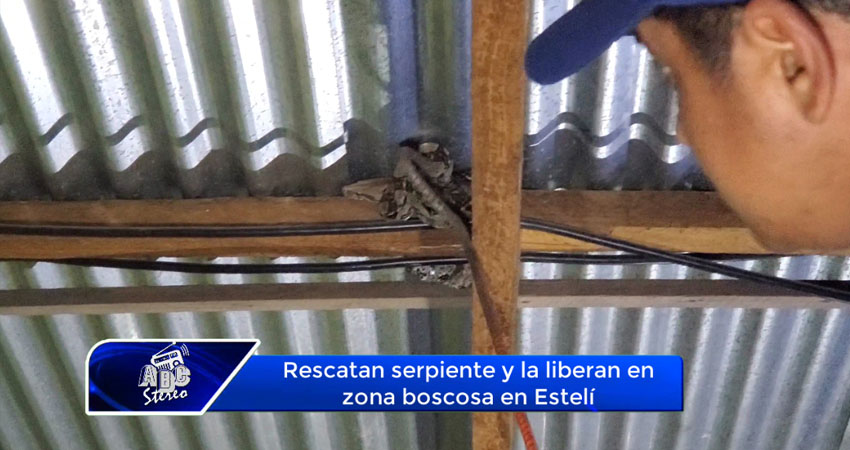 Rescatan serpiente y la liberan en zona boscosa en Estelí