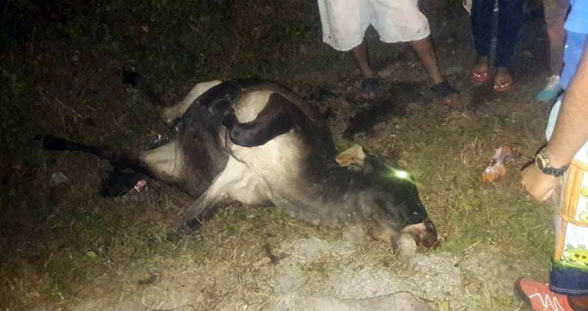 Las reses murieron producto del impacto. Foto: Cortesía Las reses murieron producto del impacto. Foto: Cortesía