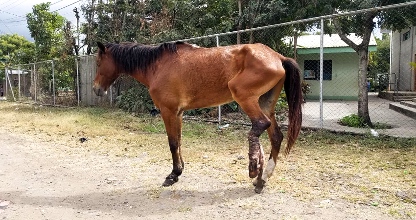 El equino permanece en los alrededores del centro de salud. Foto: Roberto Mora/Radio ABC Stereo El equino permanece en los alrededores del centro de salud. Foto: Roberto Mora/Radio ABC Stereo