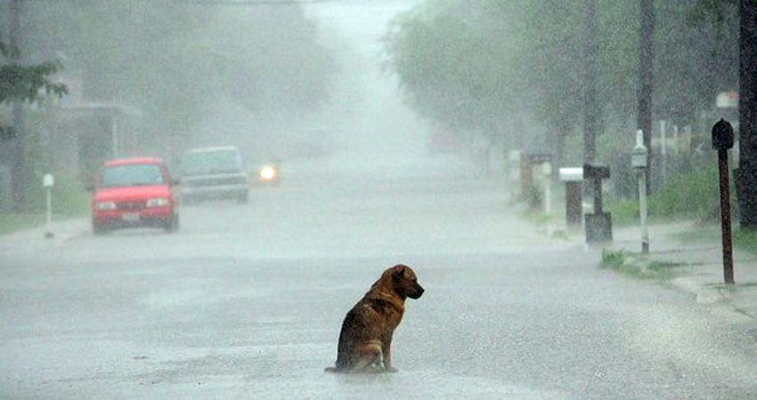 Los animales terminan deambulando por las calles. Los animales terminan deambulando por las calles.