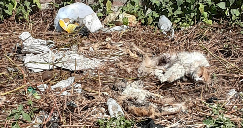 Crueldad animal. Foto: Cortesía/Radio ABC Stereo Crueldad animal. Foto: Cortesía/Radio ABC Stereo