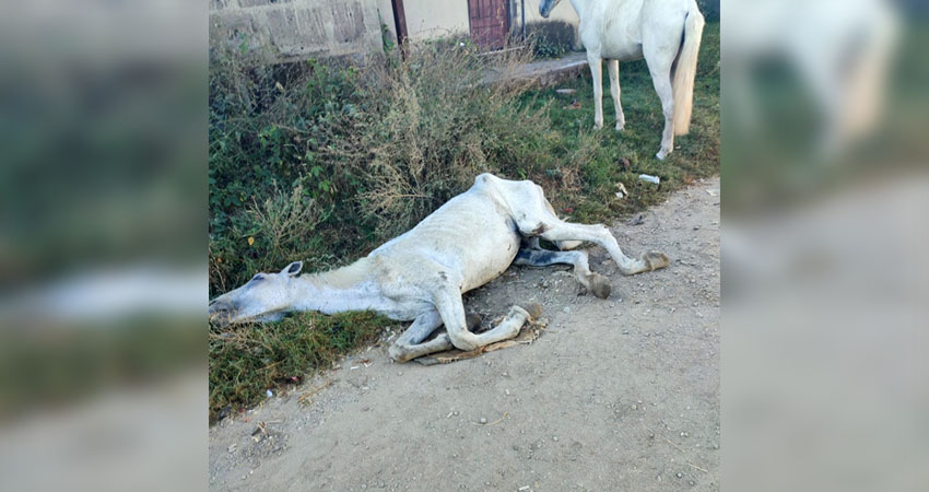 El equino enfrenta dificultades para caminar y podría morir. Foto: Cortesía/Radio ABC Stereo El equino enfrenta dificultades para caminar y podría morir. Foto: Cortesía/Radio ABC Stereo