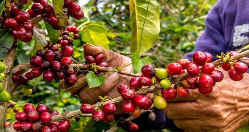 Migración afecta cortes de café.      Foto: Imagen de referencia