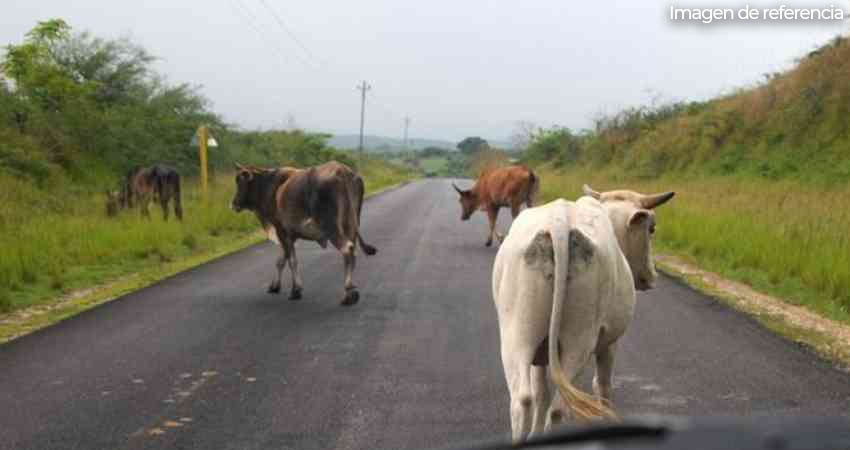 Motociclista lesionado al impactar con semoviente. Foto: Imagen de referencia Motociclista lesionado al impactar con semoviente. Foto: Imagen de referencia