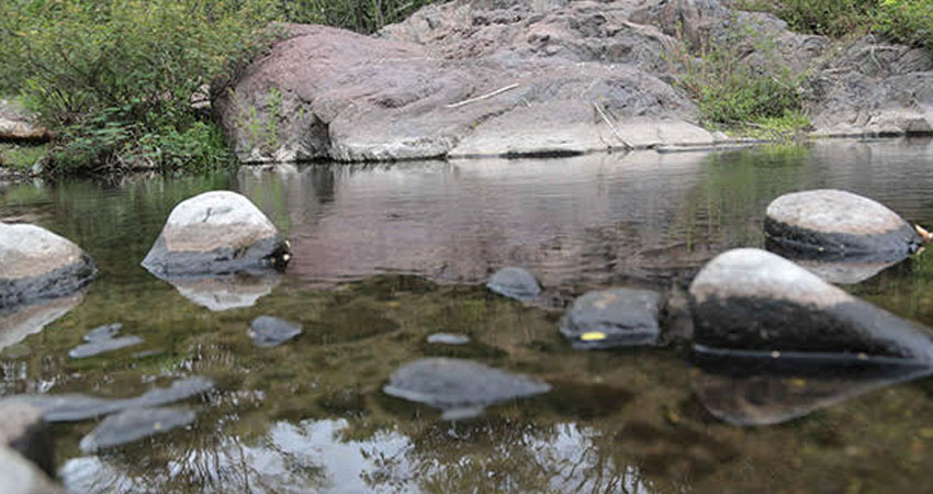 Ganado tendrá más agua y más pasto, gracias a un invierno copioso. Imagen de referencia