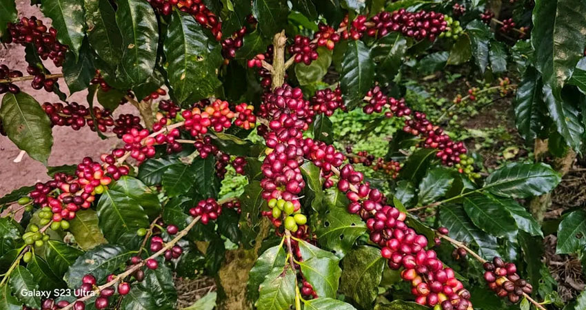 Aseguran que la mayor parte de la mano de obra proviene de La Segovia y alrededores. Foto: Cortesía/Radio ABC Stereo Aseguran que la mayor parte de la mano de obra proviene de La Segovia y alrededores. Foto: Cortesía/Radio ABC Stereo