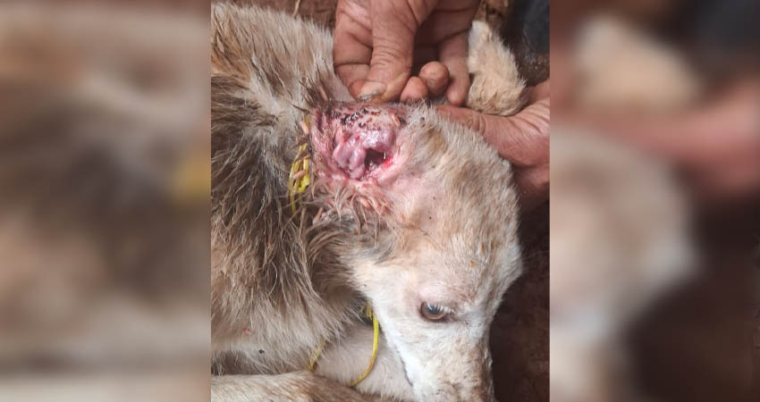 Gallinas, cerdos, perros y ganado se está viendo afectado por esta plaga. Foto: Cortesía/Radio ABC Stereo Gallinas, cerdos, perros y ganado se está viendo afectado por esta plaga. Foto: Cortesía/Radio ABC Stereo