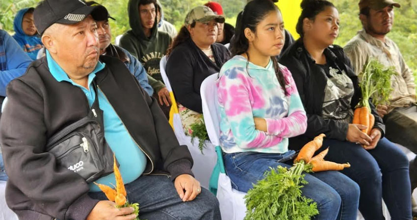 Estas nuevas variedades del producto fueron introducidas desde China. Foto: Cortesía/Radio ABC Stereo