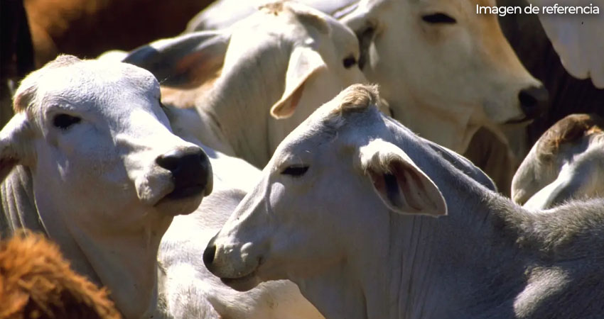 El gusano barrenador es  una plaga vigilada por autoridades sanitarias. Foto: Imagen de referencia
