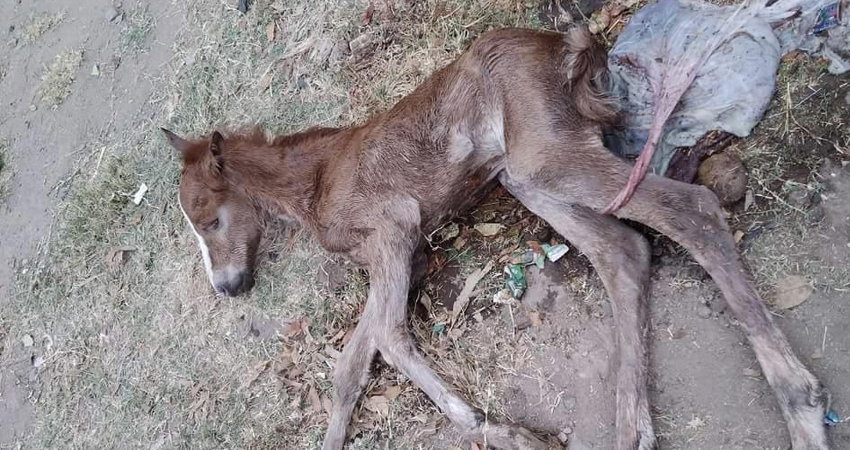 El parto se atendió de emergencia. Foto: Cortesía