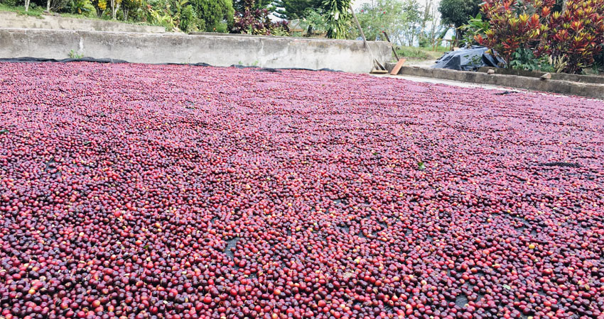 Menos producción este año. Foto: Archivo/Radio ABC Stereo Menos producción este año. Foto: Archivo/Radio ABC Stereo