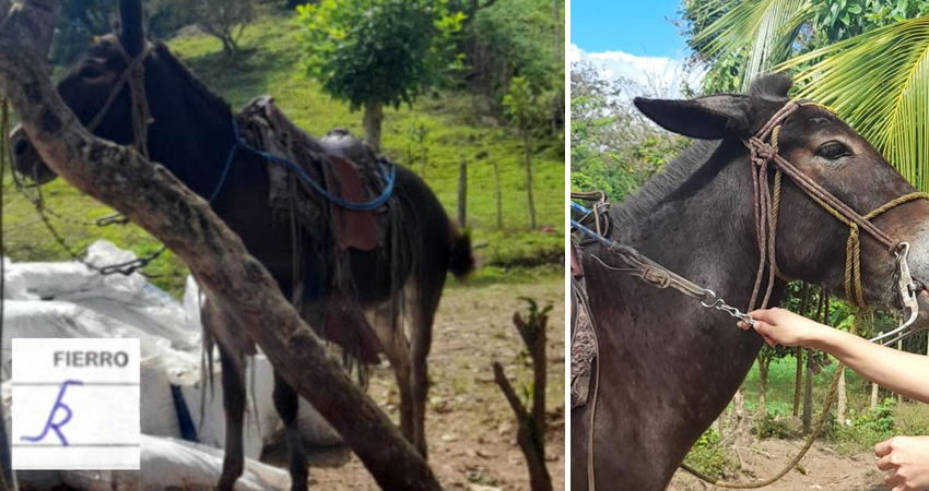 La mula fue sustraída de la finca del agricultor perjudicado. Foto: Cortesía/Radio ABC Stereo