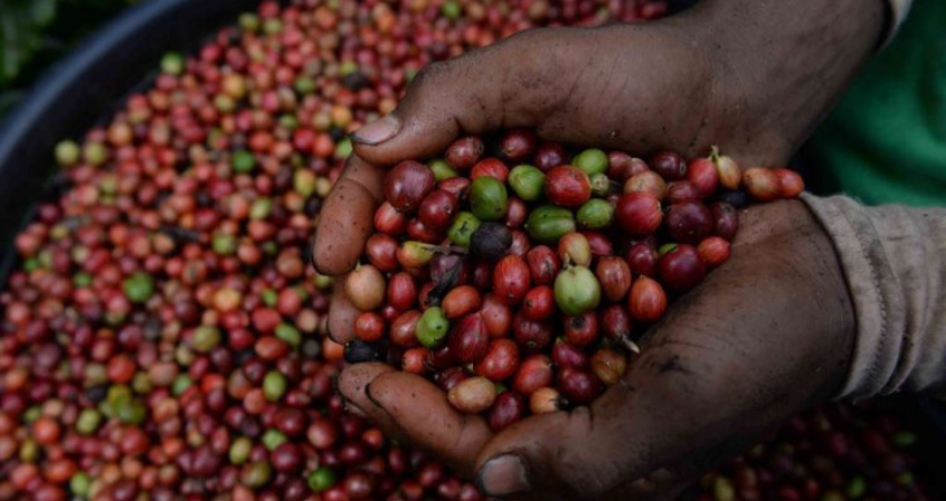 Corte de café avanza a buen ritmo en Madriz