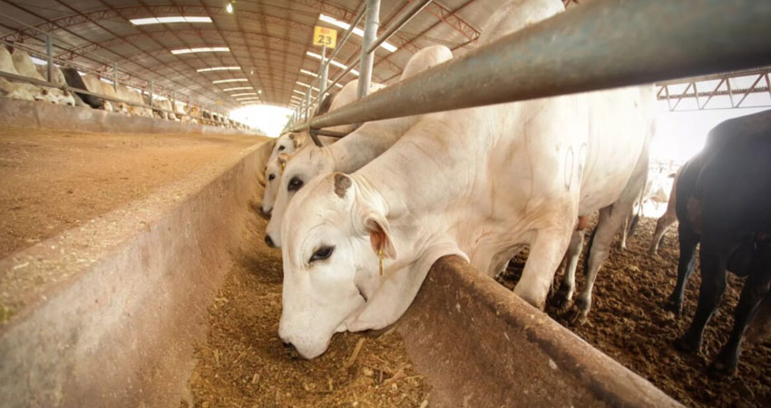 La plaga afecta a animales domésticos y al ganado. Imagen de referencia La plaga afecta a animales domésticos y al ganado. Imagen de referencia