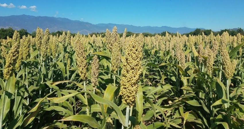 El corte ya inició. Foto de referencia El corte ya inició. Foto de referencia