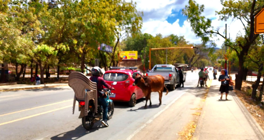 Los pobladores comentaron que las vacas suelen esparcir la basura y meterse en medio del tráfico. Foto: Jordan Colindres/Radio ABC Stereo Los pobladores comentaron que las vacas suelen esparcir la basura y meterse en medio del tráfico. Foto: Jordan Colindres/Radio ABC Stereo