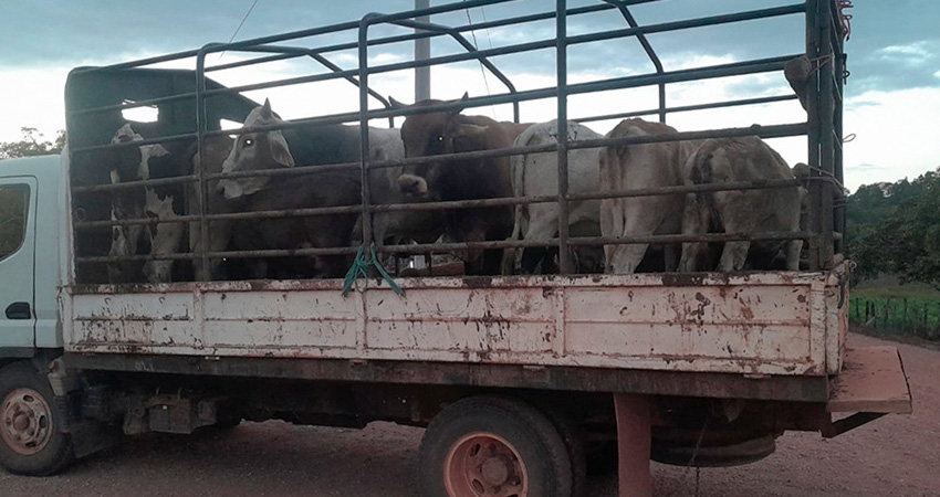 Los dos nicaragüenses trasladaban once semovientes que serían ingresados por un paso no habilitado hacia Honduras.