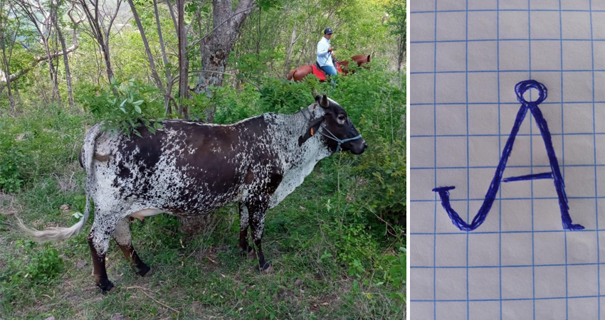 La vaca estaba encerrada junto a otras reses. Foto: Cortesía/Radio ABC Stereo La vaca estaba encerrada junto a otras reses. Foto: Cortesía/Radio ABC Stereo