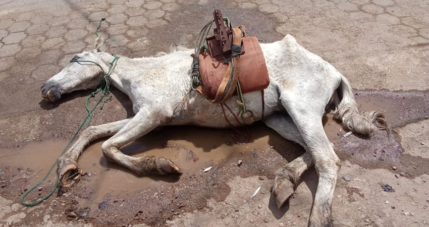 El animal ha sido usado para acarreo, indicó una pobladora. Foto: Cortesía/Radio ABC Stereo