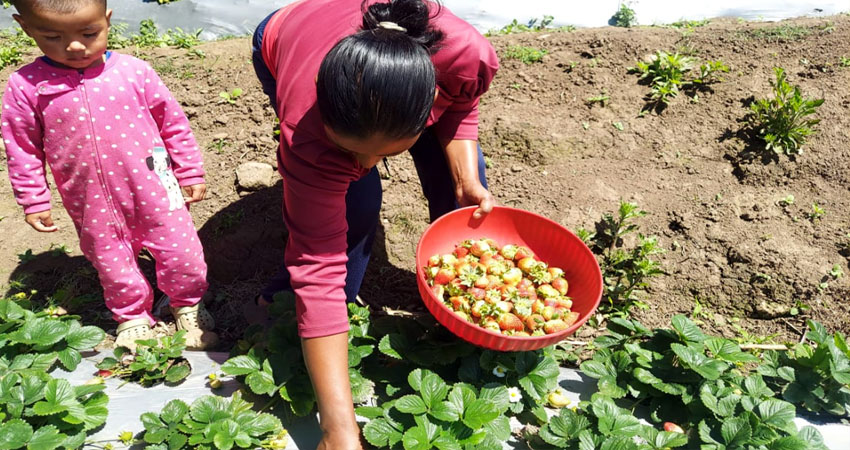 Los productores recolectan entre 30 y 50 libras semanales. Foto: Cortesía/Radio ABC Stereo Los productores recolectan entre 30 y 50 libras semanales. Foto: Cortesía/Radio ABC Stereo
