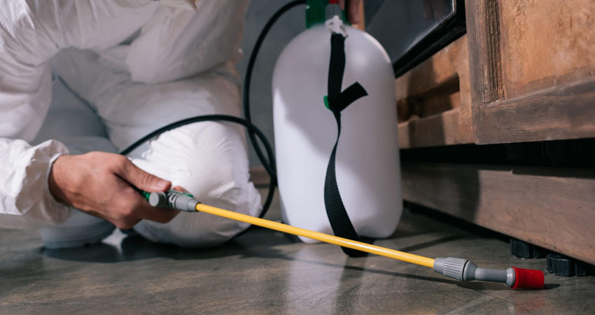 La fumigación es un paso clave para consumidores y comerciantes de alimentos. Imagen de referencia La fumigación es un paso clave para consumidores y comerciantes de alimentos. Imagen de referencia