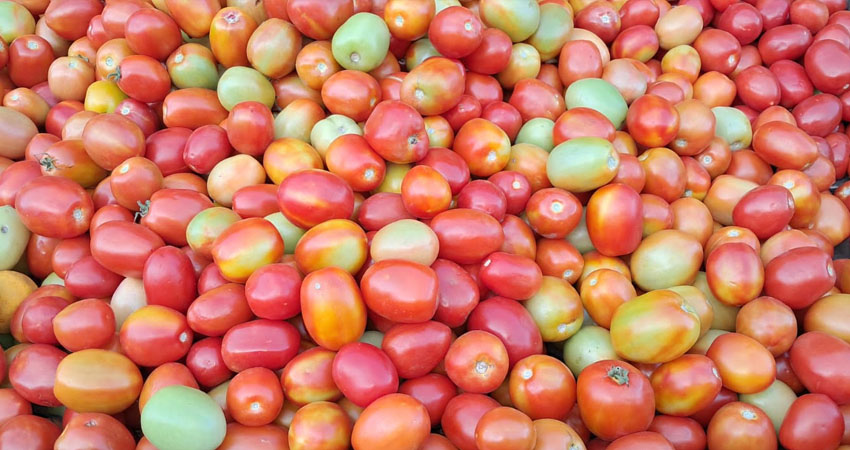 Baja el precio del tomate en mercados de Estelí. Foto: Imagen de referencia