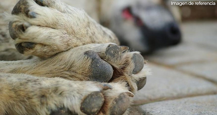La situación es preocupante por el sufrimiento de los animales y el impacto emocional que causa en las familias. Imagen de referencia