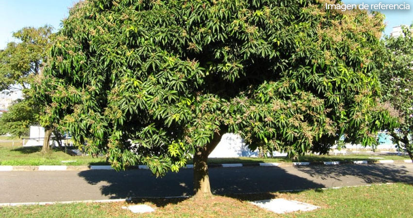 Niño muere al caer de árbol de mango. Foto: Imagen de referencia Niño muere al caer de árbol de mango. Foto: Imagen de referencia
