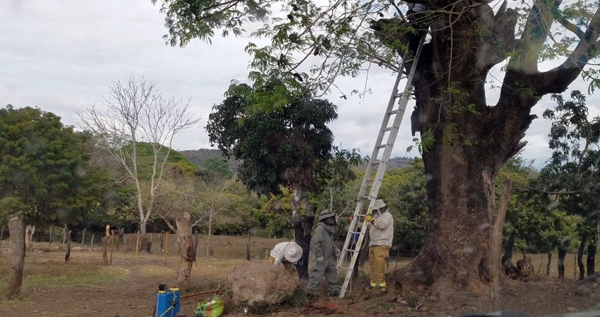 La emergencia fue atendida por los bomberos. Foto: Roberto Mora/Radio ABC Stereo La emergencia fue atendida por los bomberos. Foto: Roberto Mora/Radio ABC Stereo