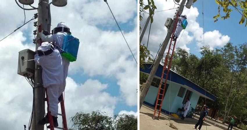 Las abejas se habían poblado en uno de los postes de alumbrado público. Foto: Cortesía/Radio ABC Stereo