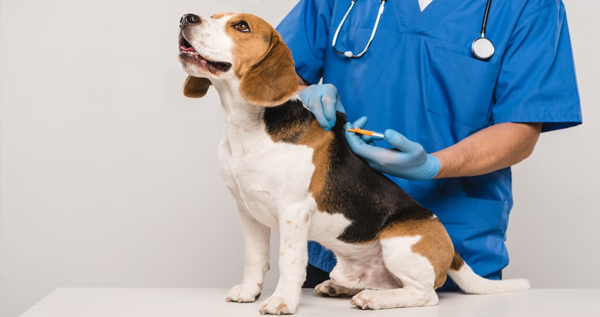 Recomiendan cumplir los ciclos de vacunación. Imagen de referencia Recomiendan cumplir los ciclos de vacunación. Imagen de referencia