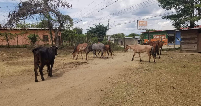 Los animales deben permanecer en los potreros o corrales para evitar afectaciones a la ciudadanía y a los mismos semovientes. Foto: Cortesía / Alcaldía de Jalapa Los animales deben permanecer en los potreros o corrales para evitar afectaciones a la ciudadanía y a los mismos semovientes. Foto: Cortesía / Alcaldía de Jalapa