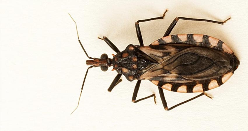 Esta enfermedad es causada por las chinches. Imagen de referencia Esta enfermedad es causada por las chinches. Imagen de referencia