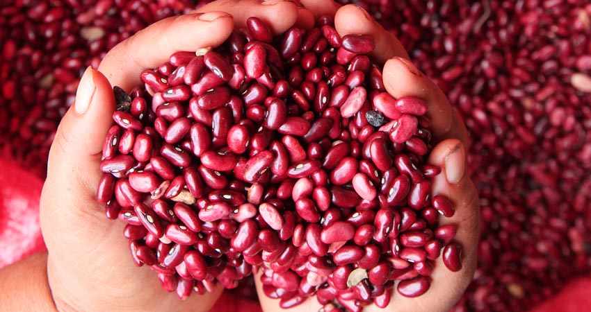 Los comerciantes creen que el frijol seguirá subiendo de precio. Imagen de referencia Los comerciantes creen que el frijol seguirá subiendo de precio. Imagen de referencia