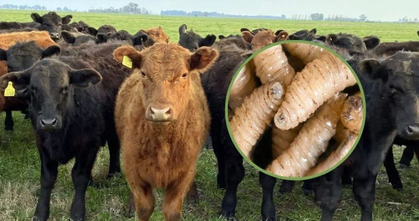 Alertan a ganaderos sobre el gusano barrenador. Foto: Imagen de referencia