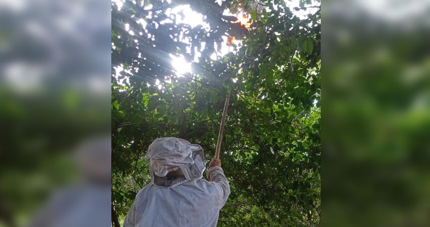 Bomberos exterminan enjambre de abejas. Foto: Cortesía/Radio ABC Stereo Bomberos exterminan enjambre de abejas. Foto: Cortesía/Radio ABC Stereo