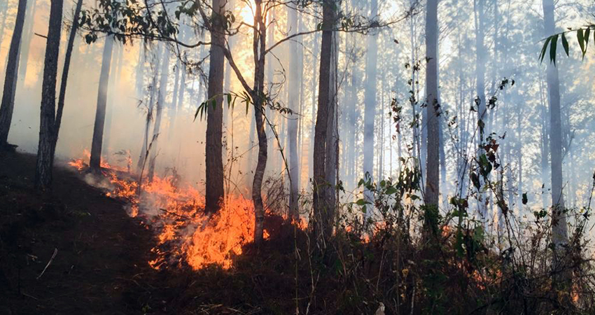 El incendio fue controlado en seis días. Foto: Cortesía Jacksell Herrera