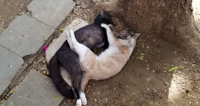 Dos de los gatos envenenados. Foto Cortesía / La Prensa.