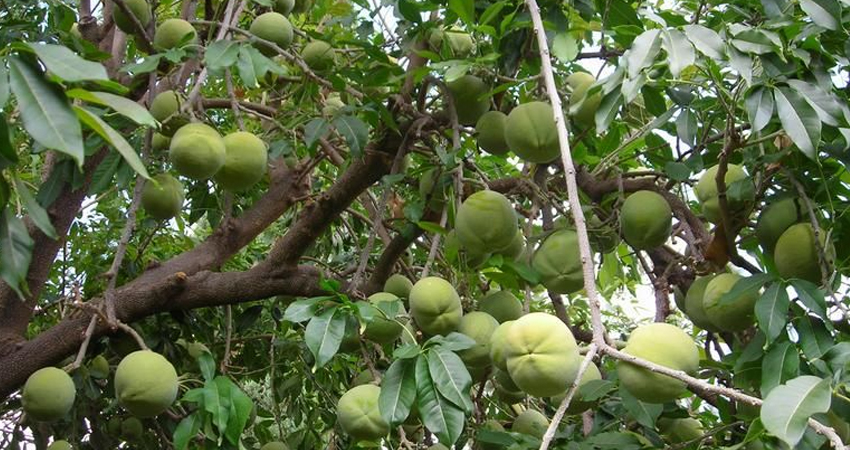Había subido al árbol en busca de frutas. Imagen de referencia Había subido al árbol en busca de frutas. Imagen de referencia