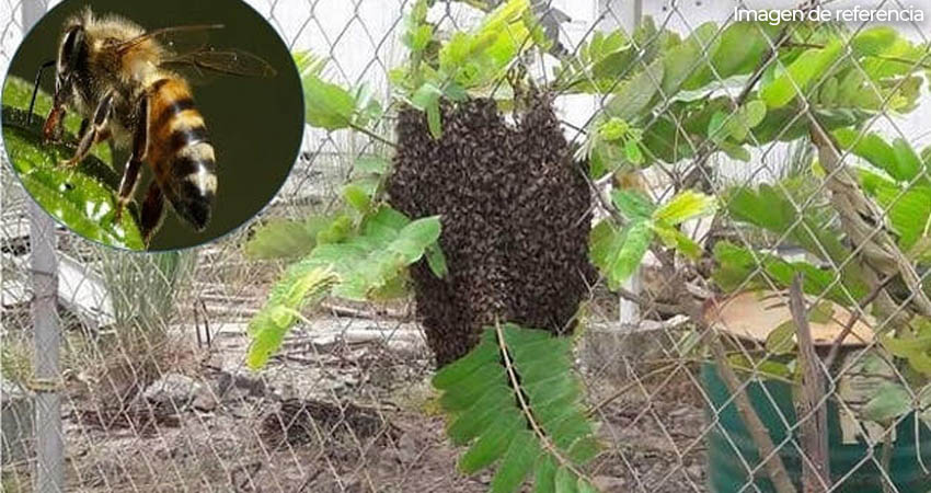 Mujer muere por un ataque de abejas. Foto: Imagen de referencia Mujer muere por un ataque de abejas. Foto: Imagen de referencia