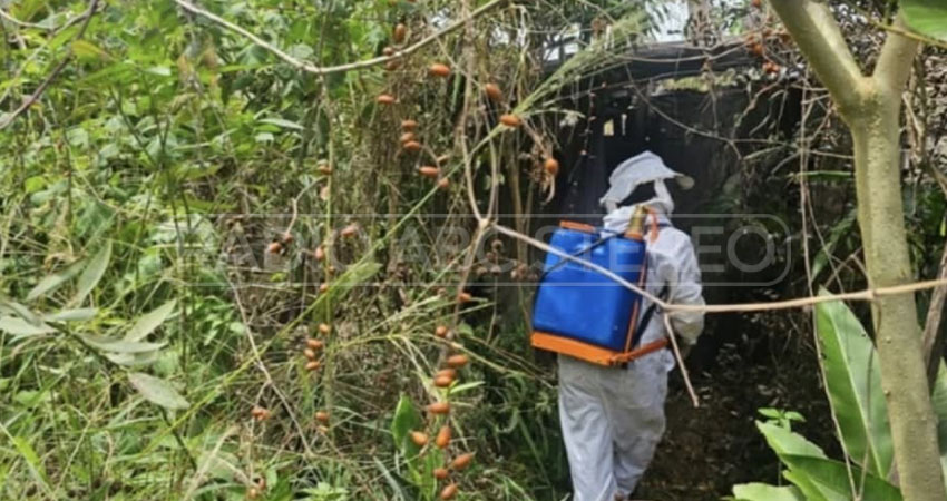 Hombre sufrió picaduras de abejas. Foto: Cortesía/Radio ABC Stereo Hombre sufrió picaduras de abejas. Foto: Cortesía/Radio ABC Stereo